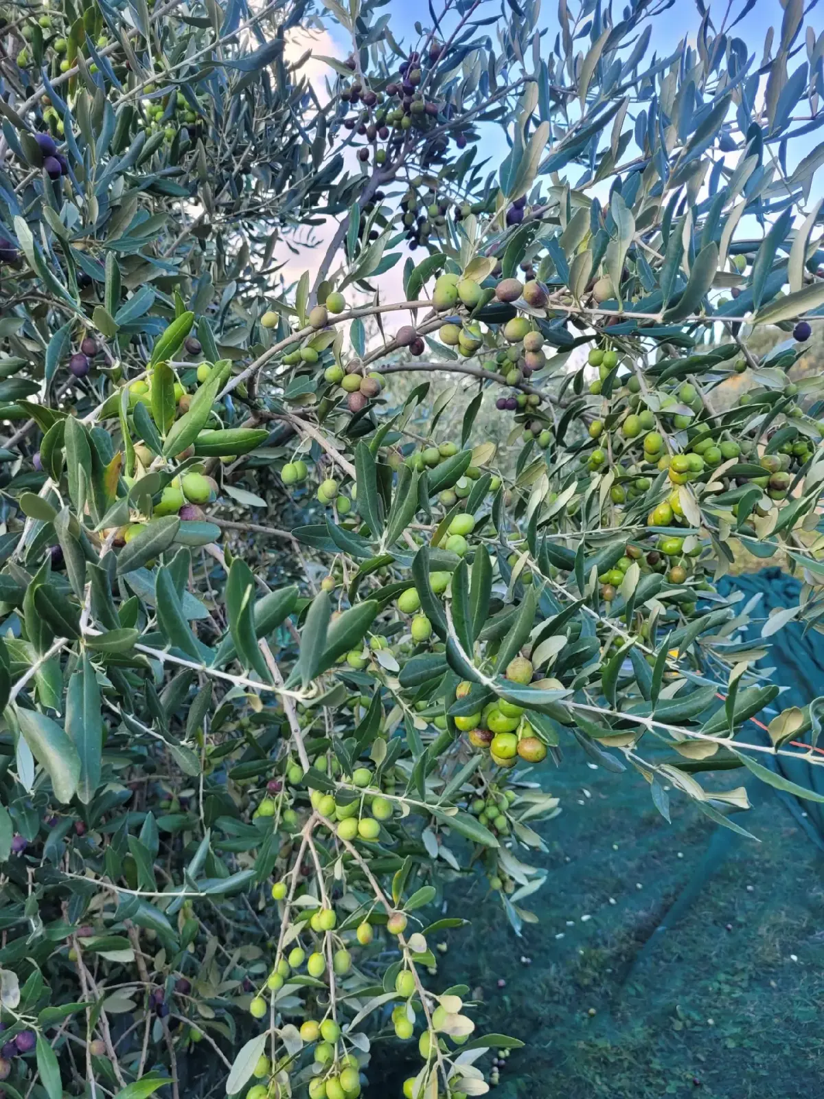 Premium Slovenian oils