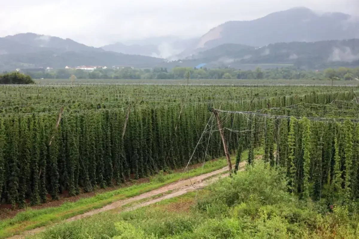 Traditional Slovenian Drinks: Spirits, Beer, and Homemade Juices
