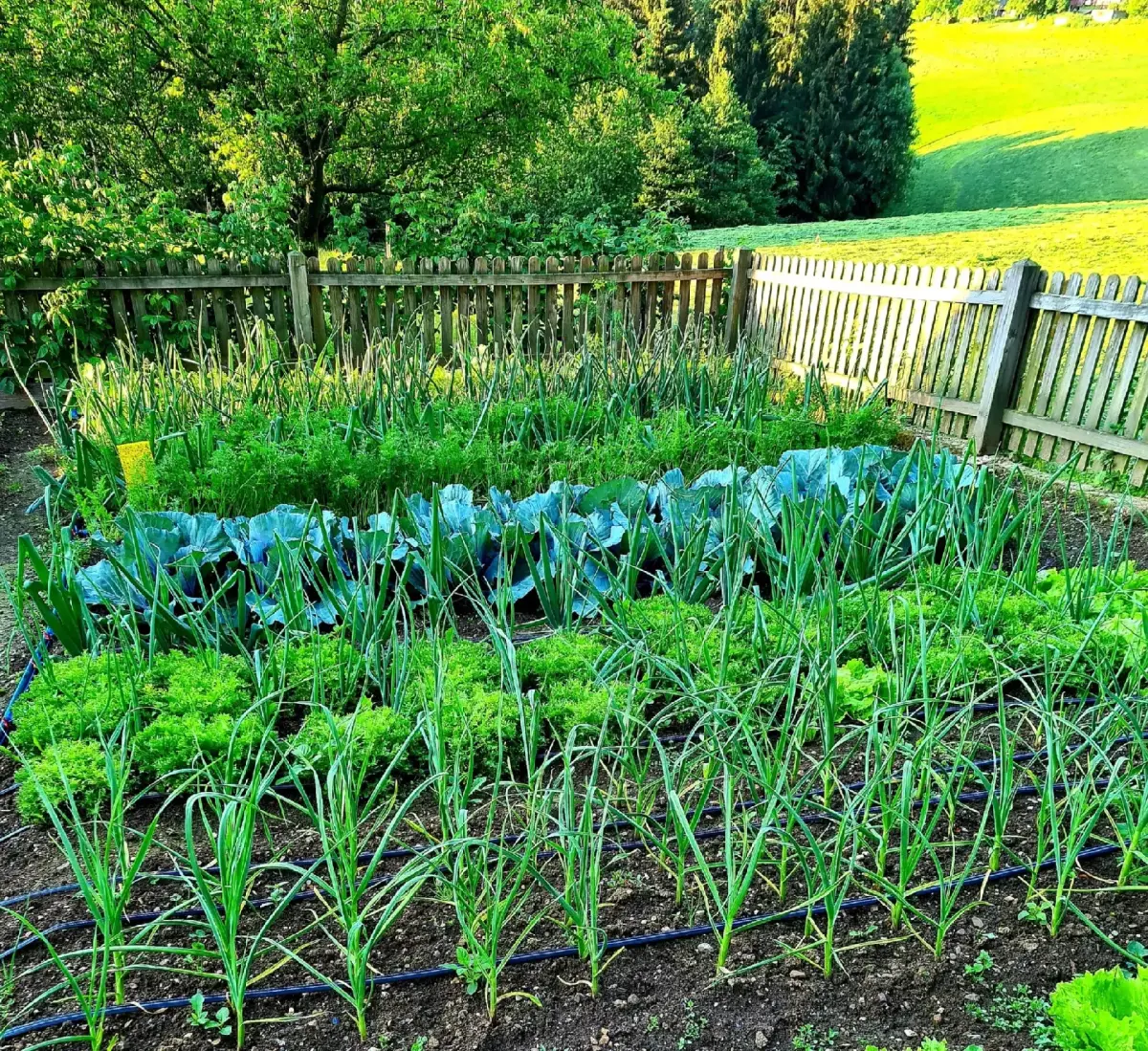 Vegetarian and Vegan Options in Slovenian Cuisine